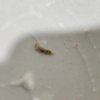 Yoğurdun İçinden Kurt Çıkması Nedeniyle Sağlık Sorunu Yaşadık