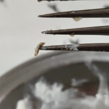 Yoğurdun İçinden Kurt Çıkması Nedeniyle Sağlık Sorunu Yaşadık