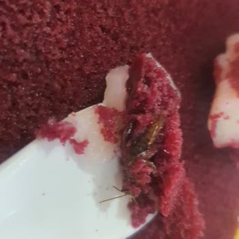 A101'den Aldığım Kadife Tatlısında Böcek Çıktı, Müşteri Hizmeti Yanıt Vermiyor