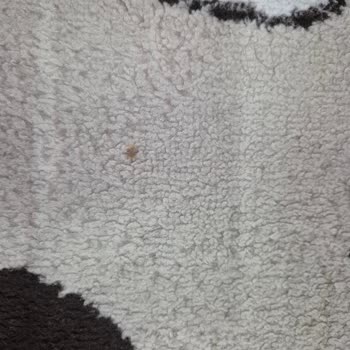 Yıkanmamış Halıların Teslimi Ve Ücret İadesi Sorunu