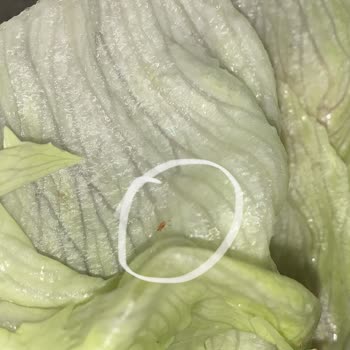 Komagene Çiğköfte'de Maruldan Çıkan Kırmızı Böcekler Ve Sağlık Endişesi