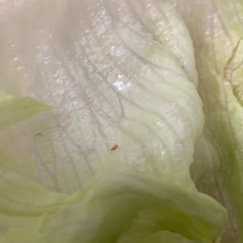 Komagene Çiğköfte'de Maruldan Çıkan Kırmızı Böcekler Ve Sağlık Endişesi