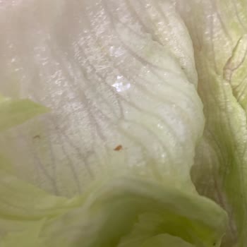 Komagene Çiğköfte'de Maruldan Çıkan Kırmızı Böcekler Ve Sağlık Endişesi