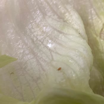 Komagene Çiğköfte'de Maruldan Çıkan Kırmızı Böcekler Ve Sağlık Endişesi