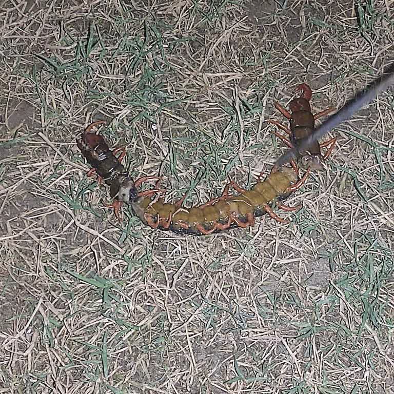 Efeler'de İlaçlama ve Temizlik Hizmetlerinde Yaşanan Sorunlar