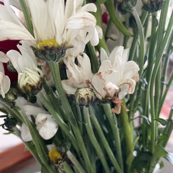 Çiçek Sepeti Sipariş Edilen Çiçeğin Kalitesizliği Ve Memnuniyetsizlik