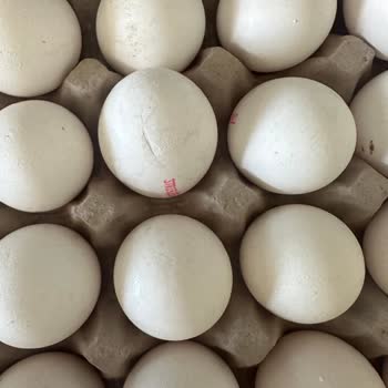 Kırık Yumurtalar Ve Yetersiz Müşteri Hizmeti