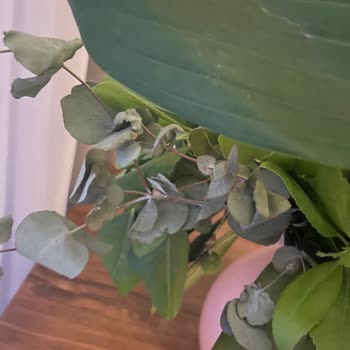 Çiçek Sepeti Olumsuz Yorumları Gizleyerek Gerçekleri Saklıyor