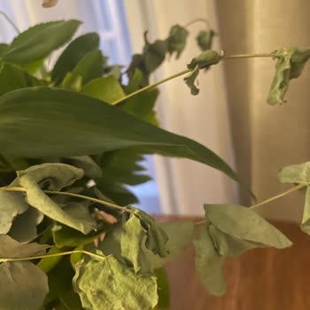 Çiçek Sepeti Olumsuz Yorumları Gizleyerek Gerçekleri Saklıyor