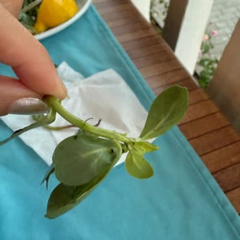 Jolly Tur Otel Yemeğinde Böcek ve Toprak Çıkması Nedeniyle Erken Çıkış Mağduriyeti