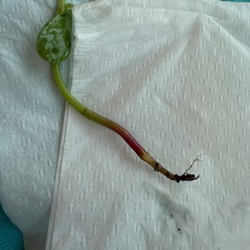 Jolly Tur Otel Yemeğinde Böcek ve Toprak Çıkması Nedeniyle Erken Çıkış Mağduriyeti