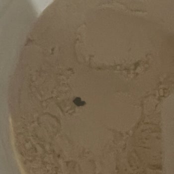 Protein Tozu Ve BCAA Ürünlerinde Sağlıksız Plastik Parçalar!