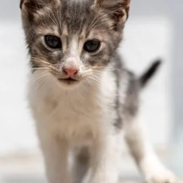 Ümraniye Belediyesi Veterinerliğine Teslim Edilen Kedilerin Sürekli Ölmesi