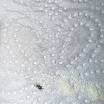 Bebek Mamasında Böcek Çıkması Ve Sağlık Tehlikesi: Nestle Sma Mama Şikayeti