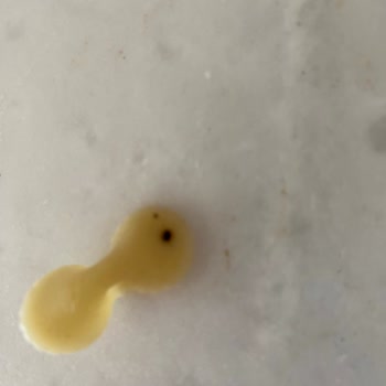 BİM'den Aldığım Makarnada Kalite Sorunu Ve Yabancı Maddeler