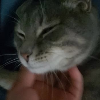 Sokak Kedilerine Yetersiz İlgi Ve Tedavi