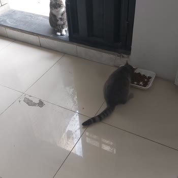 Sokak Kedilerine Yetersiz İlgi Ve Tedavi