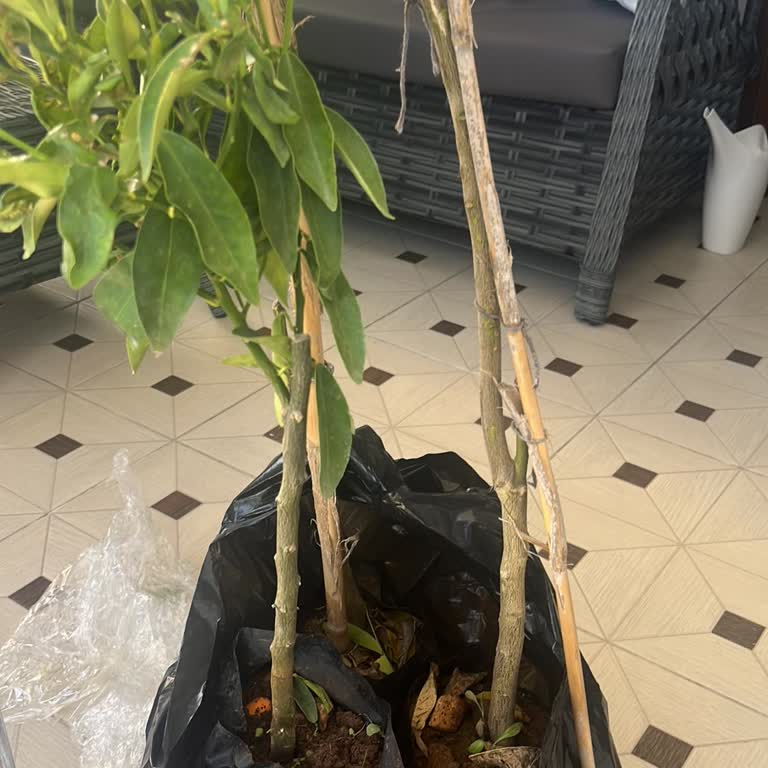 Eksik Ürün Ve İletişimsizlik Nedeniyle Mağduriyet