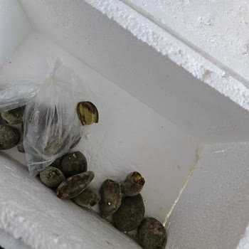 Gönderilen Ürünler Çürük Ve Kalitesiz, Paramı Geri Alamıyorum