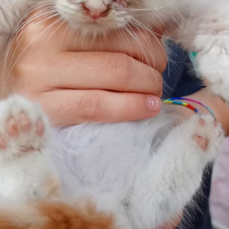 Acil Müdahale Bekleyen Sokak Kedisi İçin Belediyeden Yanıtsız Kaldık