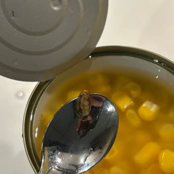 Konserve Mısırda Sağlığı Tehdit Eden Şok Edici Yabancı Madde!