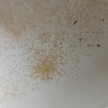 Schafer Düdüklü Tencere Patladı Mutfakta Büyük Hasar Oluştu