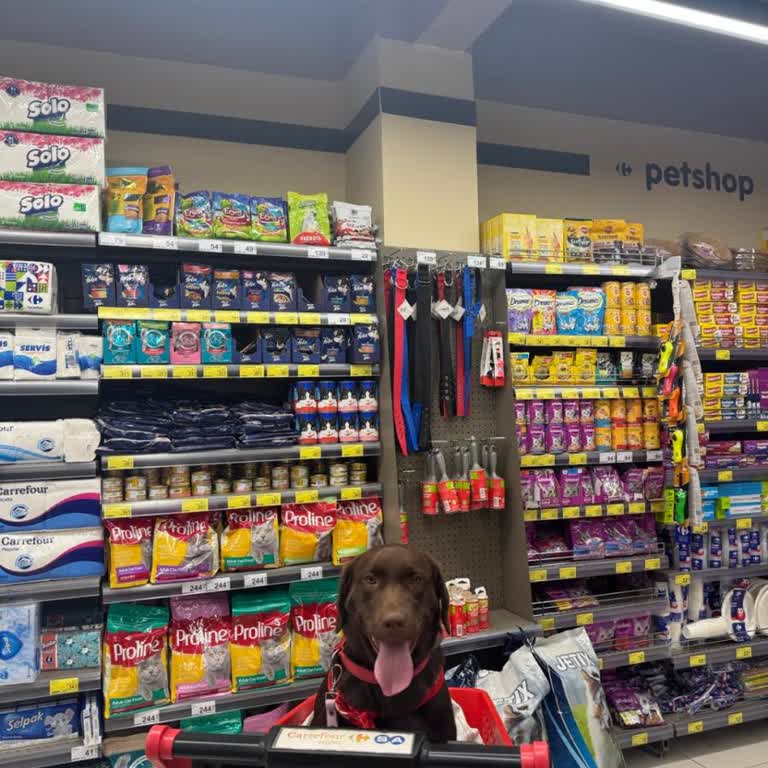 Alışveriş Arabalarında Hijyen Sorunu: Köpeklerin Konulmasına İzin Veriliyor