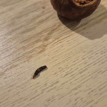 Aldığım İncirden Kurt Çıkması Beni Markadan Soğuttu