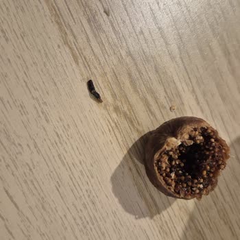 Aldığım İncirden Kurt Çıkması Beni Markadan Soğuttu