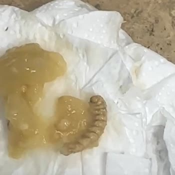 Tat Közlenmiş Patlıcanda Dev Kurt Şoku, İşletmemde Güvenim Sarsıldı