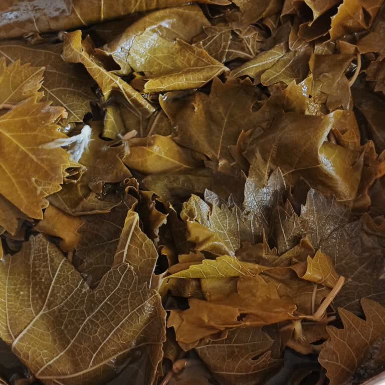 @tokatdan_geliyor Yapraklar Sanki Kanalizasyondan Çıkmış Gibi Pis Kokuyor