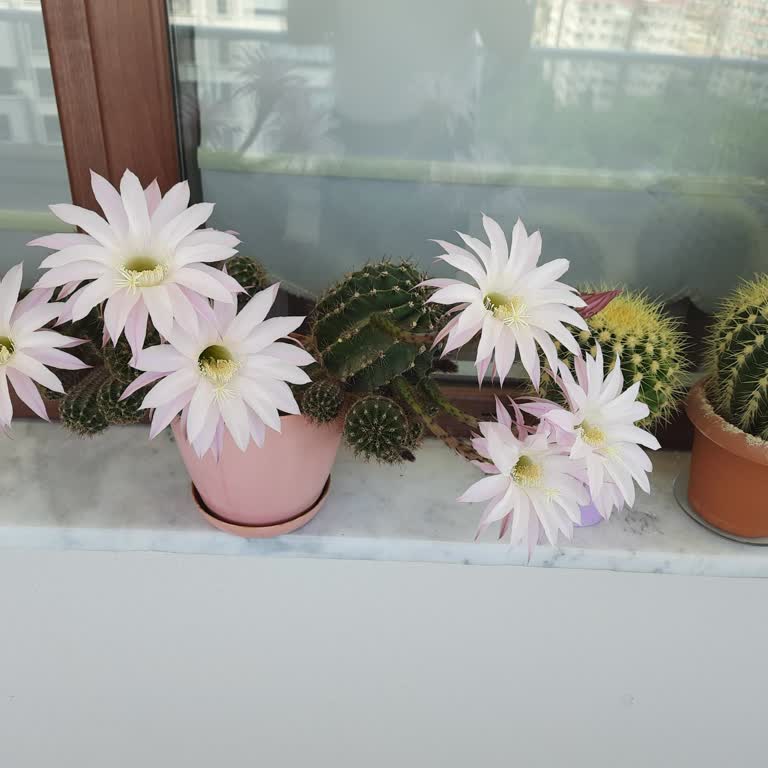 Fatura Ödeme Talimatı İçin Vaat Edilen MaxiPuan Verilmedi, Aidat Sorunu Da Yaşanıyor