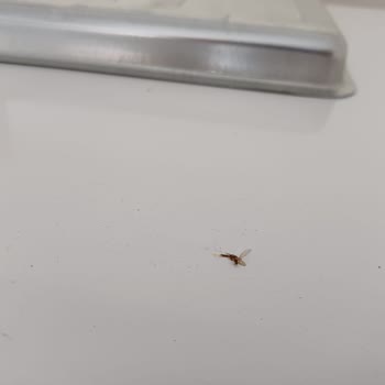 Sıfır Alınan Derin Dondurucuda Sinek Ölüsü Ve Hasarlı Kutu Mağduriyeti