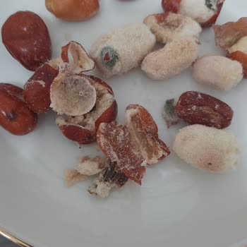 Aldığım İğdelerin Çoğu Küflü Çıktı Son Kullanma Tarihi Yanıltıcı
