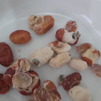Aldığım İğdelerin Çoğu Küflü Çıktı Son Kullanma Tarihi Yanıltıcı