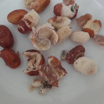 Aldığım İğdelerin Çoğu Küflü Çıktı Son Kullanma Tarihi Yanıltıcı