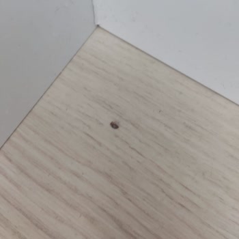 Enza Home'dan Aldığım Baza Başlığında Tahtakurusu Şoku