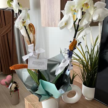 Aldığım Orkide Solmuş Dalları Ayrık Ve Beklentimin Çok Altında