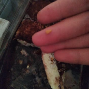 Aldığım Üründen Çıkan Sert Yabancı Maddeyle Yaşadığım Şok