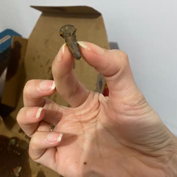Dominos Pizzada Dev Zeytin Çekirdeğiyle Karşılaştım Dişimi Kırıyordum