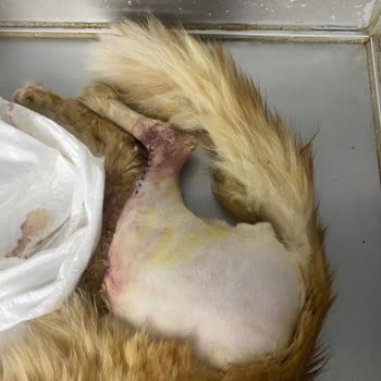 Pet İstanbul Veteriner Kliniği Yetersiz Ve İlgisiz Tedavi Sonucu Kedimin Sağlığı Tehlikeye Girdi