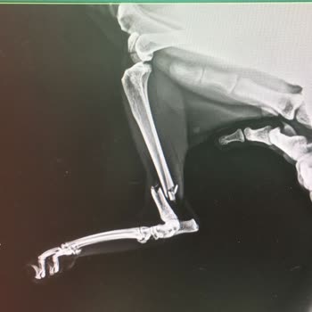 Pet İstanbul Veteriner Kliniği Yetersiz Ve İlgisiz Tedavi Sonucu Kedimin Sağlığı Tehlikeye Girdi