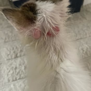 Pet İstanbul Veteriner Kliniği Yetersiz Ve İlgisiz Tedavi Sonucu Kedimin Sağlığı Tehlikeye Girdi