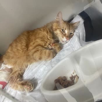 Pet İstanbul Veteriner Kliniği Yetersiz Ve İlgisiz Tedavi Sonucu Kedimin Sağlığı Tehlikeye Girdi