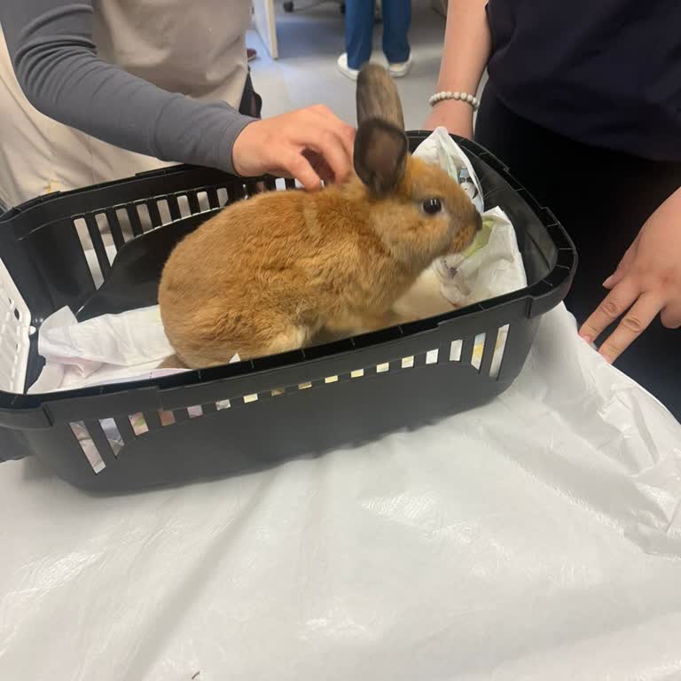 Veterinerde Ameliyat Sonrası Tavşanımızı Kaybettik