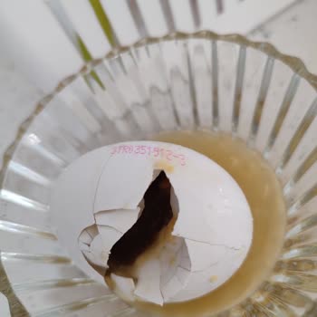 BİM’den Alınan Yumurtalar Bozuk Çıktı, Sağlığımız Tehlikede!