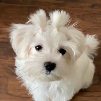 Köpeğime Yanlış Tıraş Ve İlgisiz Hizmet: Beklentilerim Tamamen Karşılanmadı