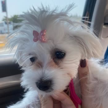 Köpeğime Yanlış Tıraş Ve İlgisiz Hizmet: Beklentilerim Tamamen Karşılanmadı