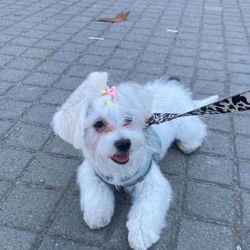 Köpeğime Yanlış Tıraş Ve İlgisiz Hizmet: Beklentilerim Tamamen Karşılanmadı