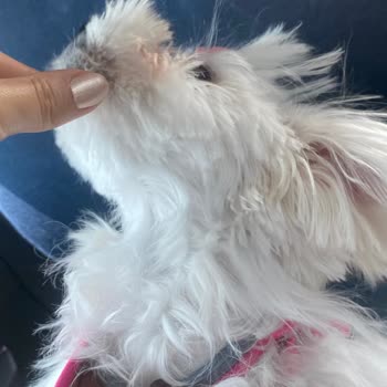 Köpeğime Yanlış Tıraş Ve İlgisiz Hizmet: Beklentilerim Tamamen Karşılanmadı